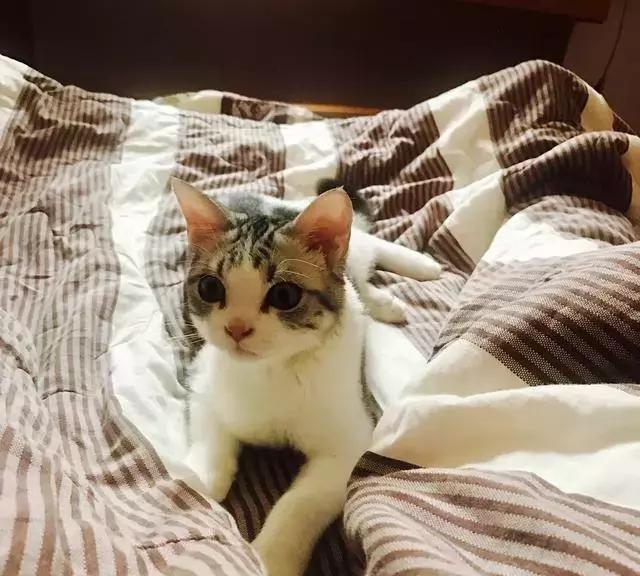 给猫咪打出脑震荡,男朋友把猫打死了