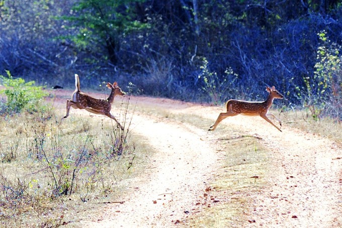 人文摄影斯里兰卡,锡兰风景