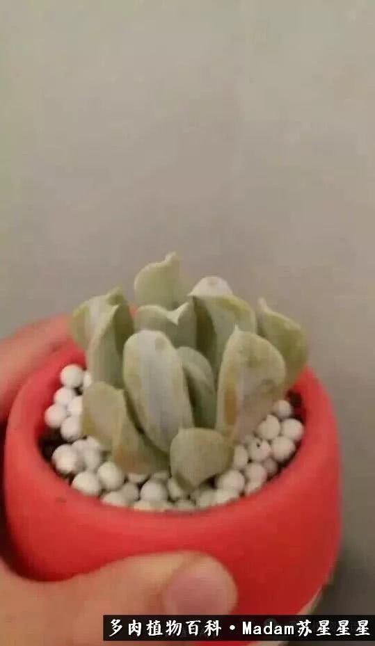 养多肉就是在不断折腾中寻找快乐,养多肉是我坚持做的最久的一件事