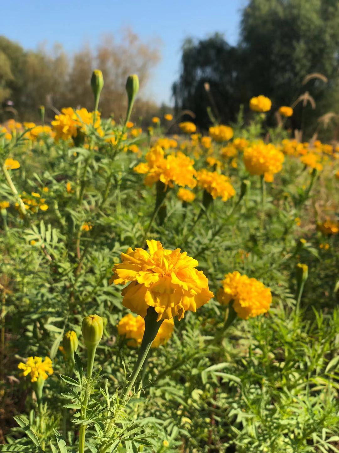 滦县古城一日游,滦州古城必吃烧饼