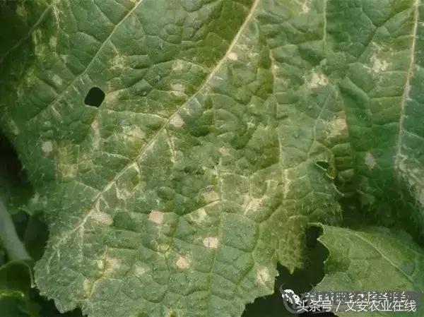 大白菜常见病害图谱,大白菜病害图解大全