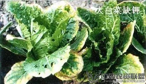 大白菜常见病害图谱,大白菜病害图解大全