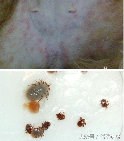 新手养宠:狗狗出现皮肤病怎么解决?