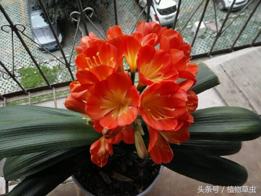 同样养护条件下有的君子兰不开花,君子兰开花后如何养护和管理