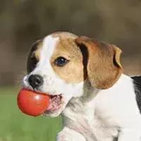 比格犬都是实验犬吗,比格犬知道家吗