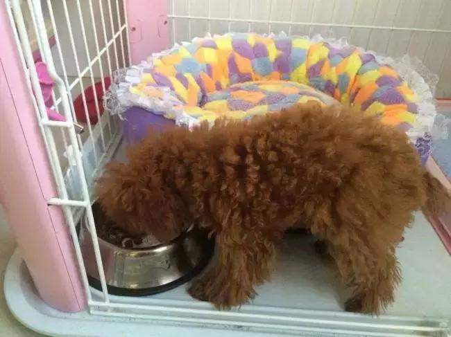 泰迪挑食不吃狗粮饿了三天吐黄水,8个月泰迪挑食不肯多吃怎么办呀