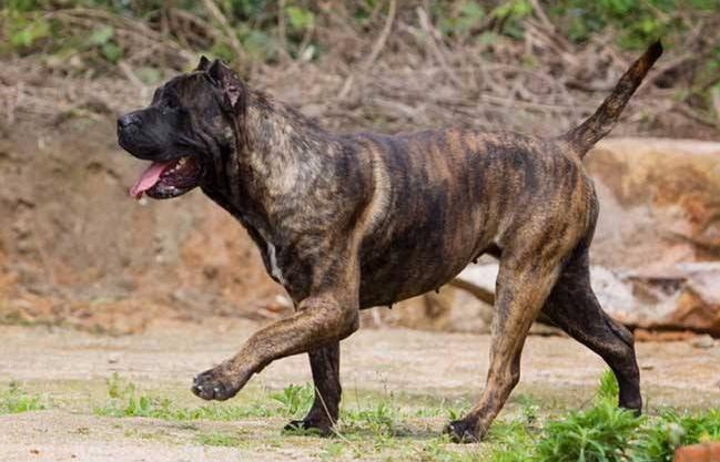 加纳利串拉布拉多,加纳利有名的狗