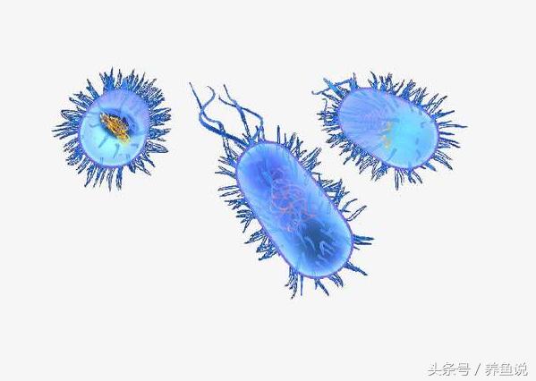 净水细菌和硝化细菌,硝化细菌未完善该怎么办