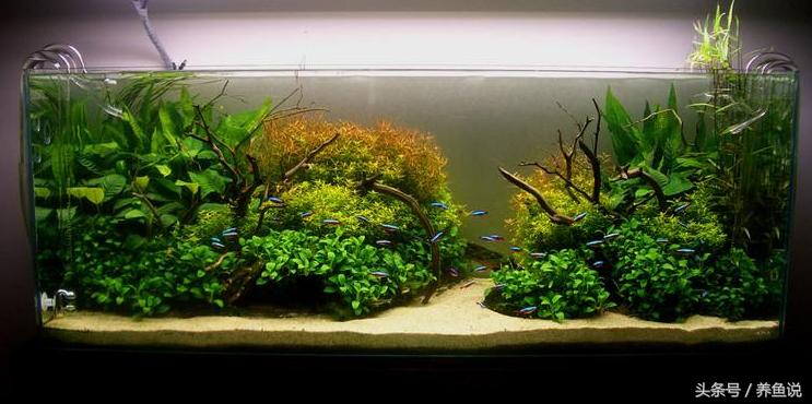 活性硝化细菌是直接倒在鱼缸里么,硝化细菌影响水质清澈的原理