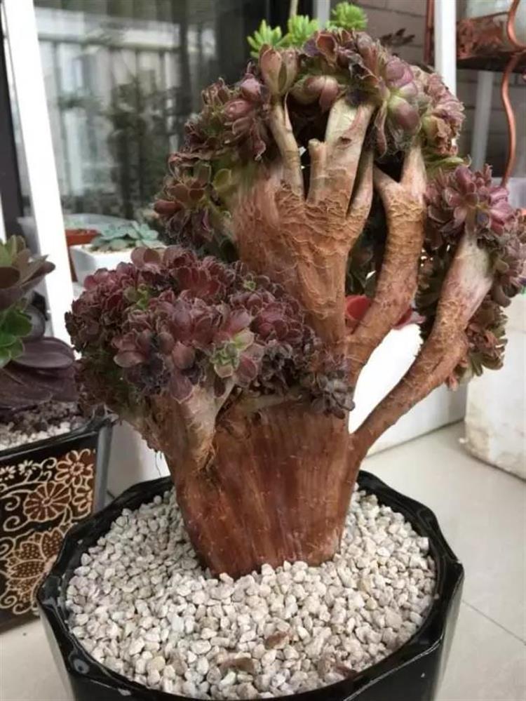 养成老桩最好看的多肉品种,多肉怎么养才能养成老桩盆景