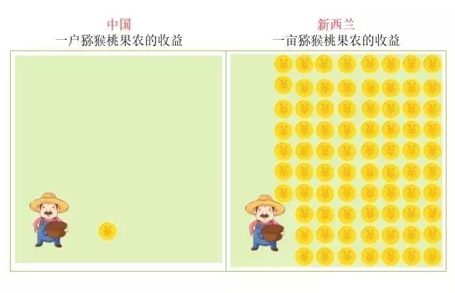 新西兰小岛国,是如何将一个猕猴桃送上水果行业的“神坛”