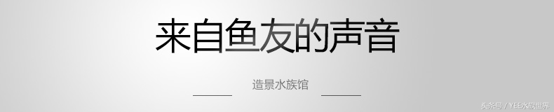 水草造景的优缺点,水草造景前景