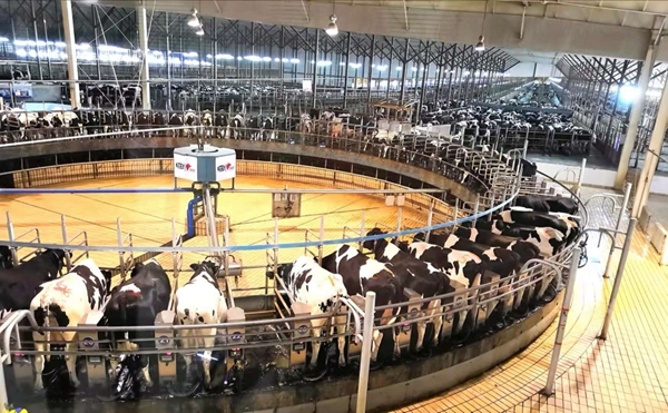 内地人香港买商品,为什么大家去香港买奶粉