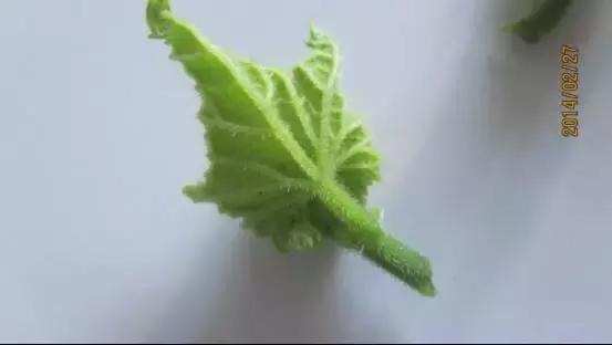 如何科学区分和防治黄瓜病害