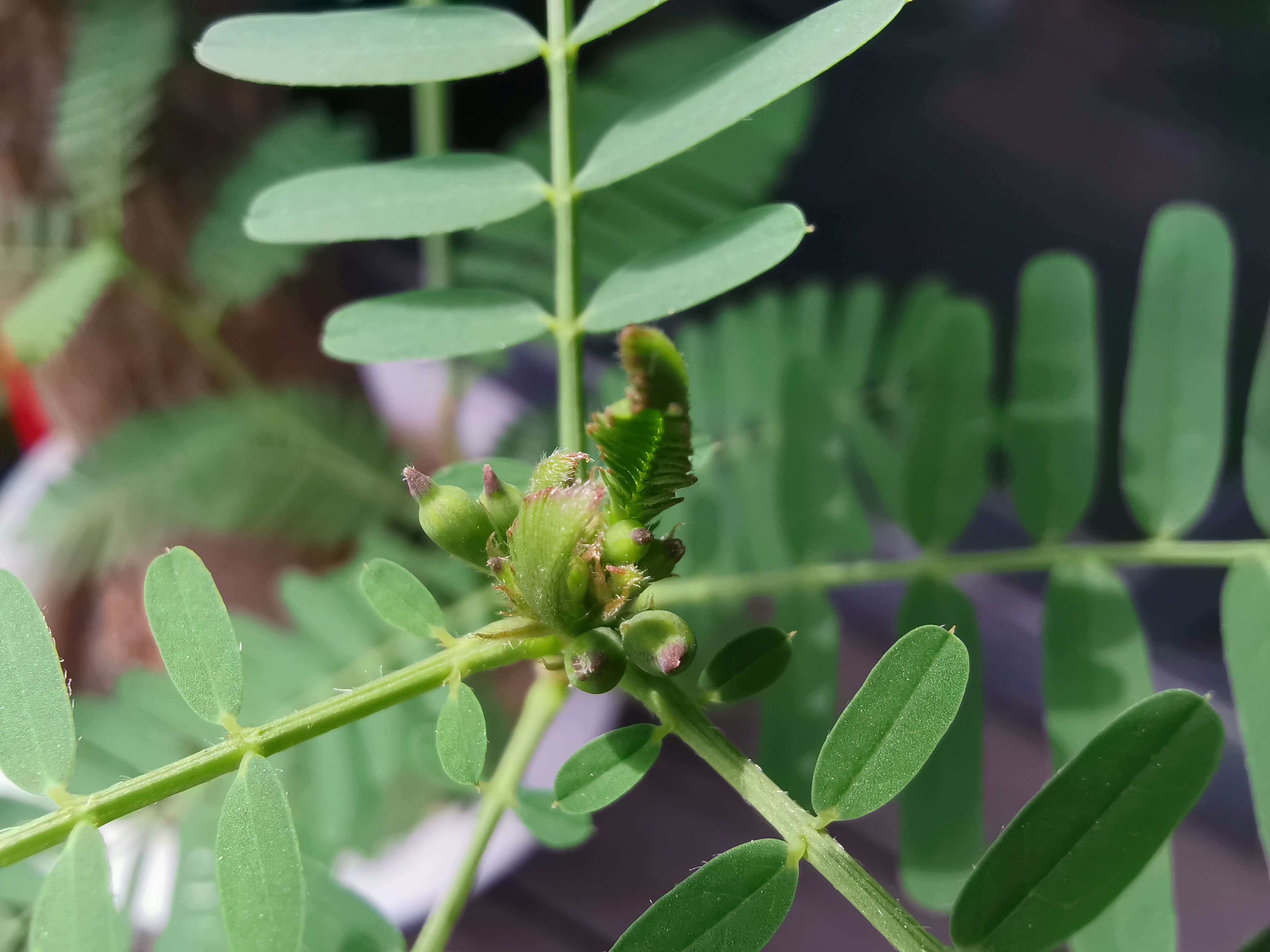 华为mate20测评拼多多,华为mate20缺点测评