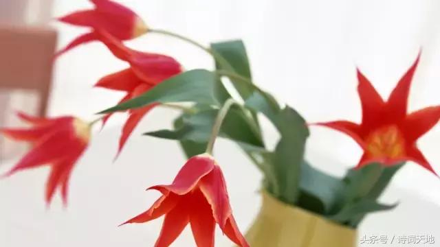 亦舒情感语录大全集,亦舒经典语录甜言蜜语