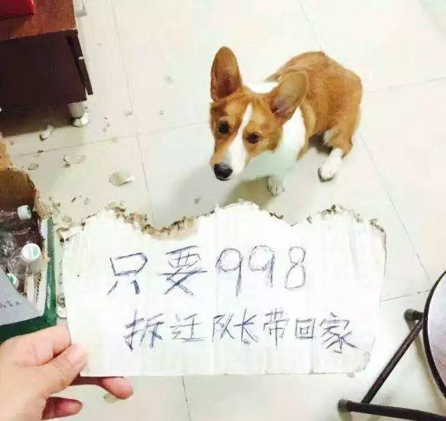 三招训狗,如何训3岁狗的教程