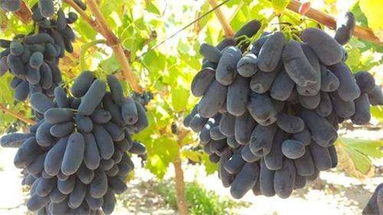 这种蓝宝石葡萄，又叫月光之泪（moondrops），你吃过吗