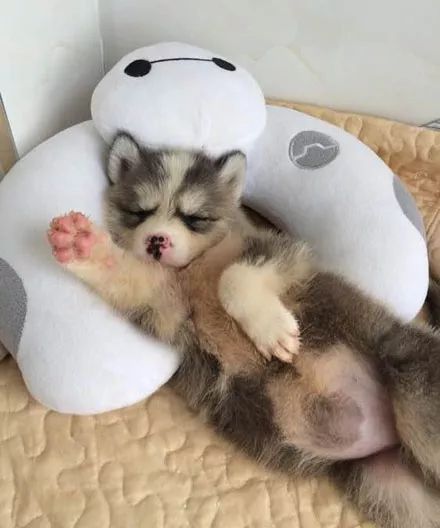 网友出门逛街,发现有一只低价出售的二哈,买回去结果赚大发了!