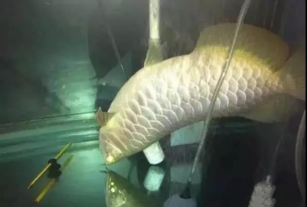 鱼儿死掉会怎么样,鱼儿死了是什么原因