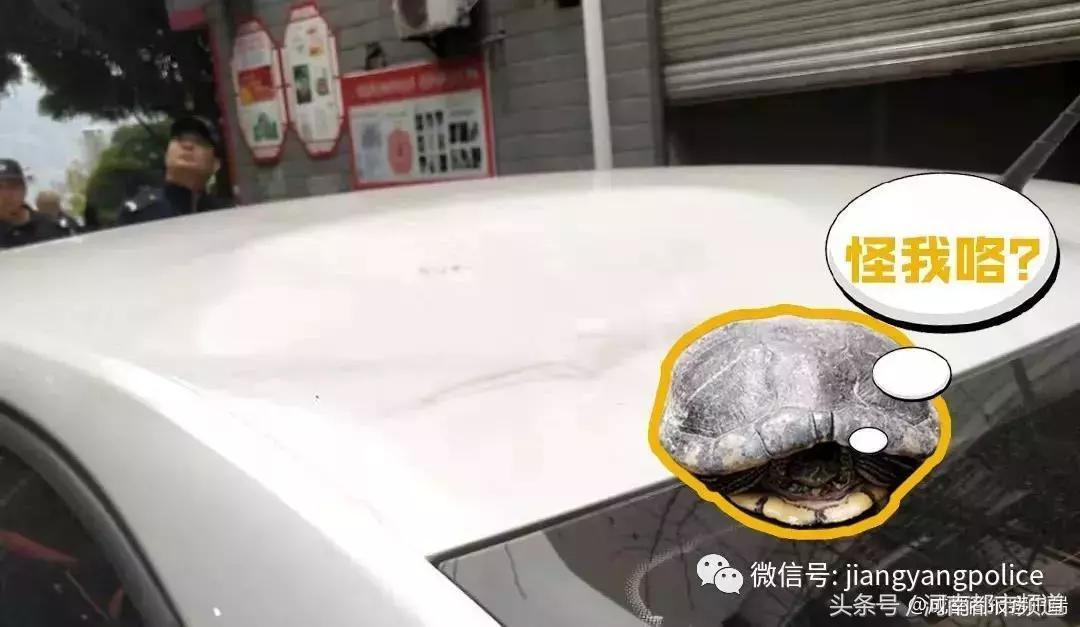 “砰砰”！从7楼坠下，将车顶砸出一个坑！它一点事没有