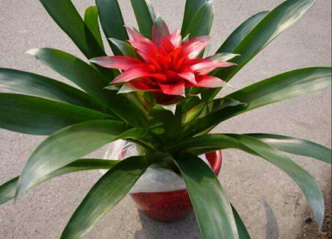 鸿运当头黄叶焦尖什么原因导致的,鸿运当头出现了黄叶干叶怎么防治