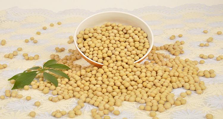 转基因农作物虫子为啥不吃,虫子不吃转基因玉米吗