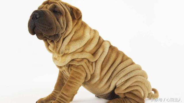 中国名犬,中国有什么名犬