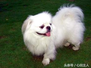 中国名犬,中国有什么名犬