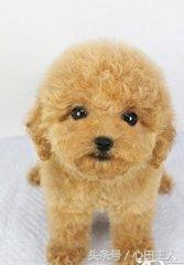 家养泰迪都是什么品种,常见家养宠物犬大全