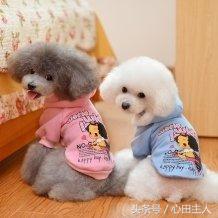 家养泰迪都是什么品种,常见家养宠物犬大全