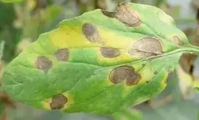 夏秋番茄病害图片大全,冬春大棚番茄病害怎么防治