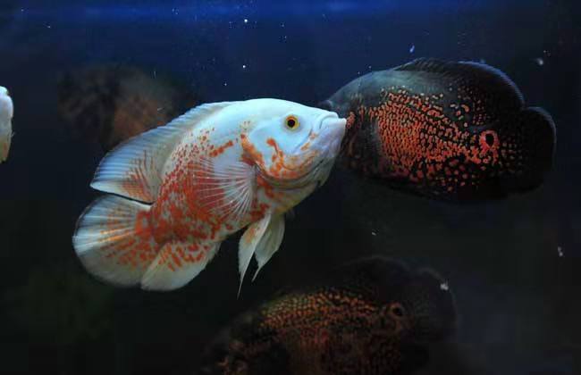 地图鱼应该怎么养,五厘米的浅水可以饲养地图鱼吗