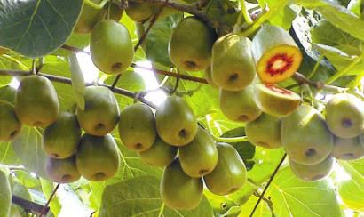 张家界旅游攻略秋天美景,张家界秋天旅游攻略图