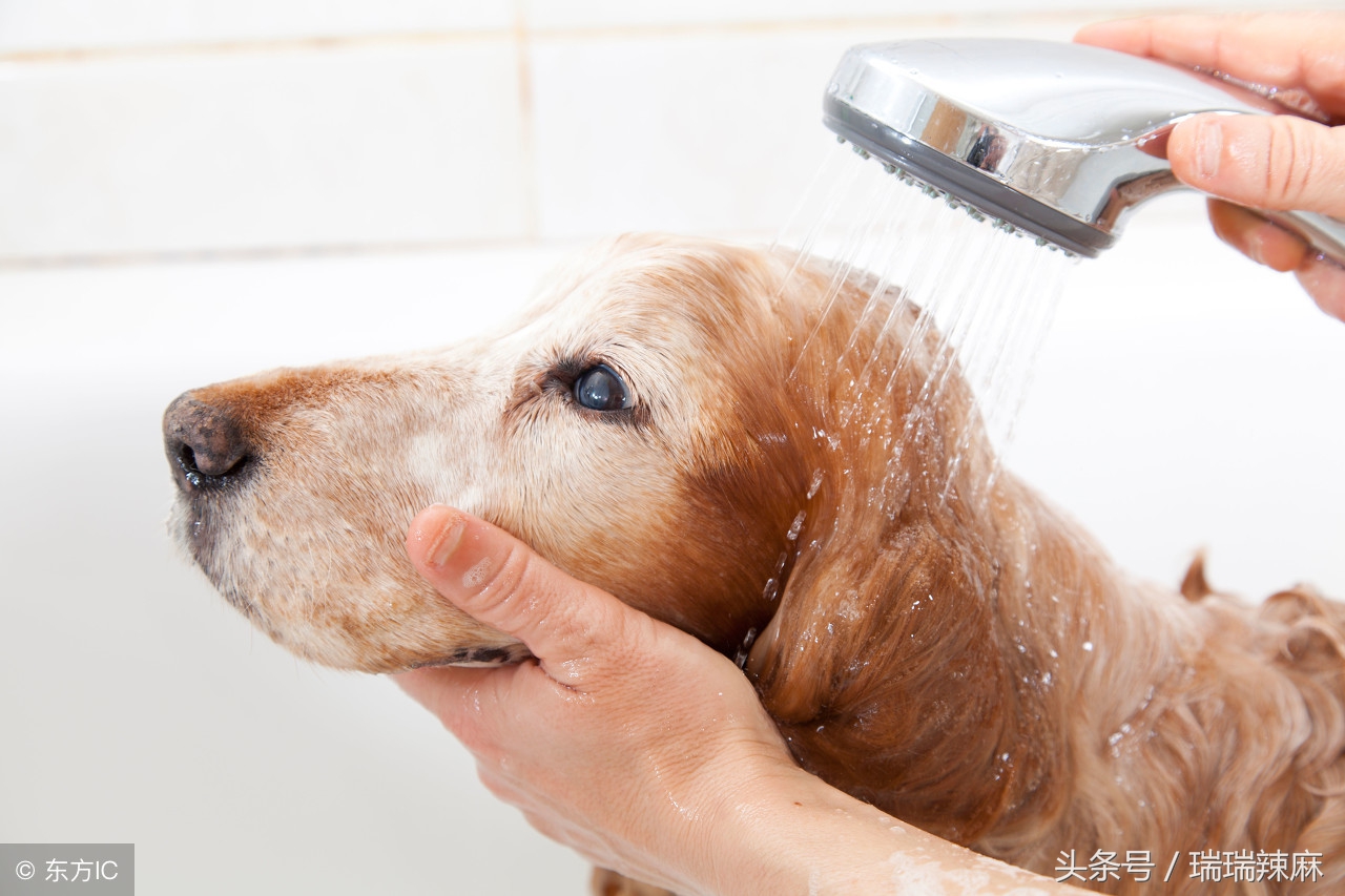 狗狗拉稀带黄色粘稠,狗狗拉稀黄色的跟水一样怎么回事