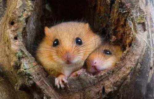 养仓鼠要陪仓鼠做什么准备,新手养仓鼠怎么让仓鼠上手不咬人