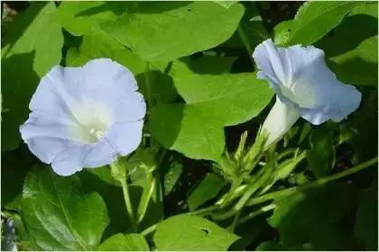 什么花朵的花语是救赎的花语,花语大全花的数量