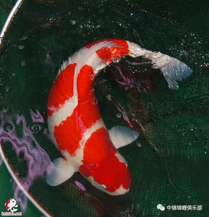 买锦鲤是集中买还是一条条买,买锦鲤买多大的合适