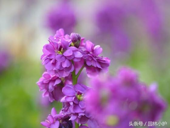 10种超美的紫红色花,十种最漂亮的深紫色花