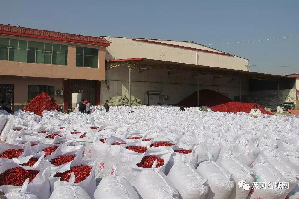 全国最顶级的辣椒老干妈,河南临颍干辣椒