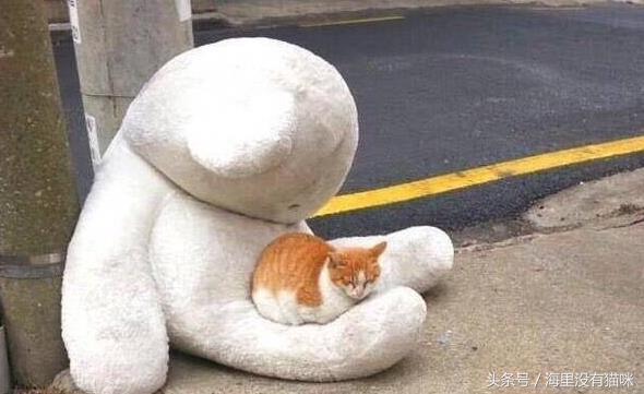 关爱流浪动物的视频,请关爱身边的流浪小动物