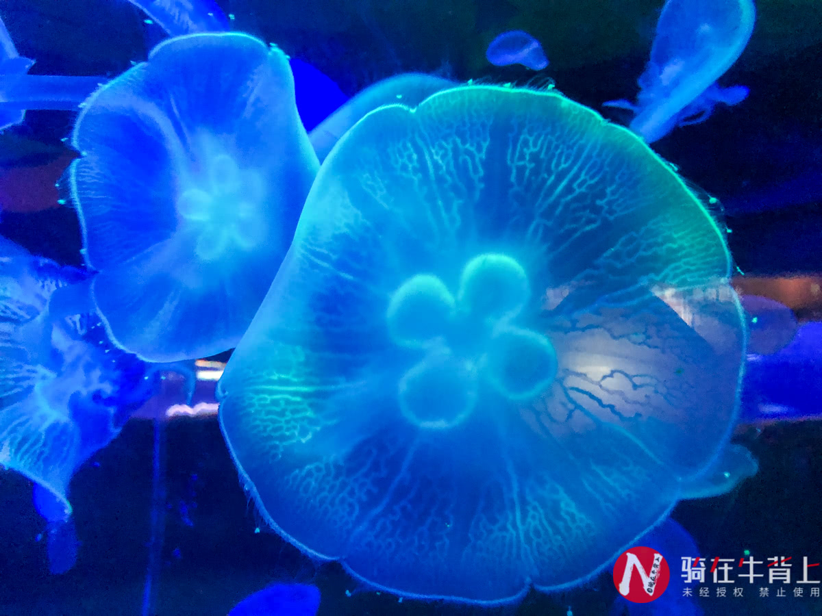 浙江性价比最高的海洋馆,高德免费预约台州海洋馆门票