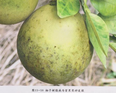 柑橘果实树脂病的各种症状,柚子树会有柑橘树脂病症状吗