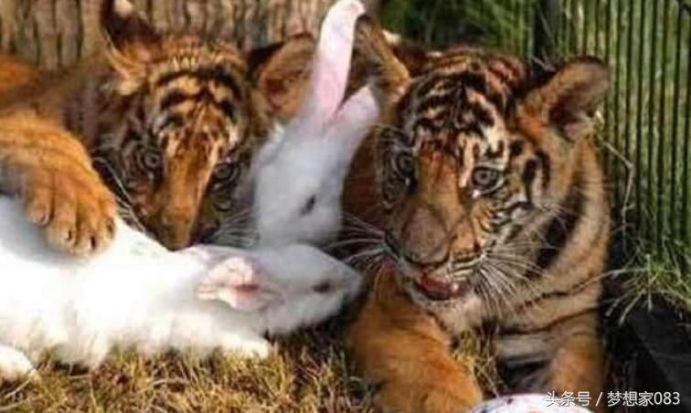 本想给老虎改善生活，将兔子丢了进去，第二天去查看时顿时傻了眼
