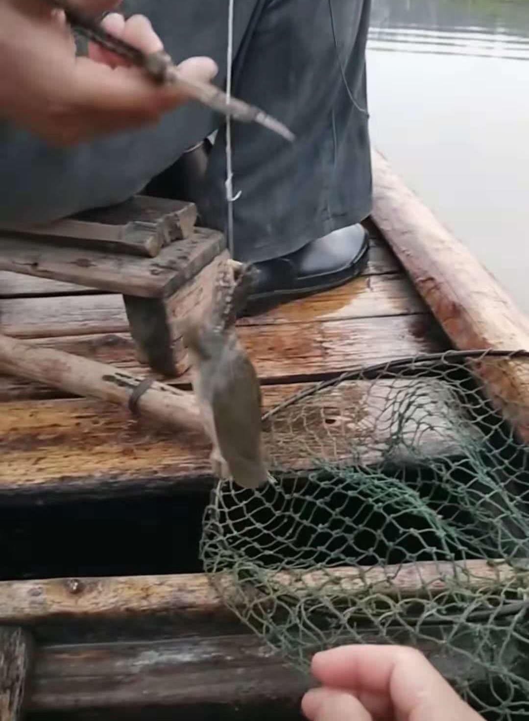 诱捕甲鱼的方法,诱捕野生甲鱼的最快方法视频