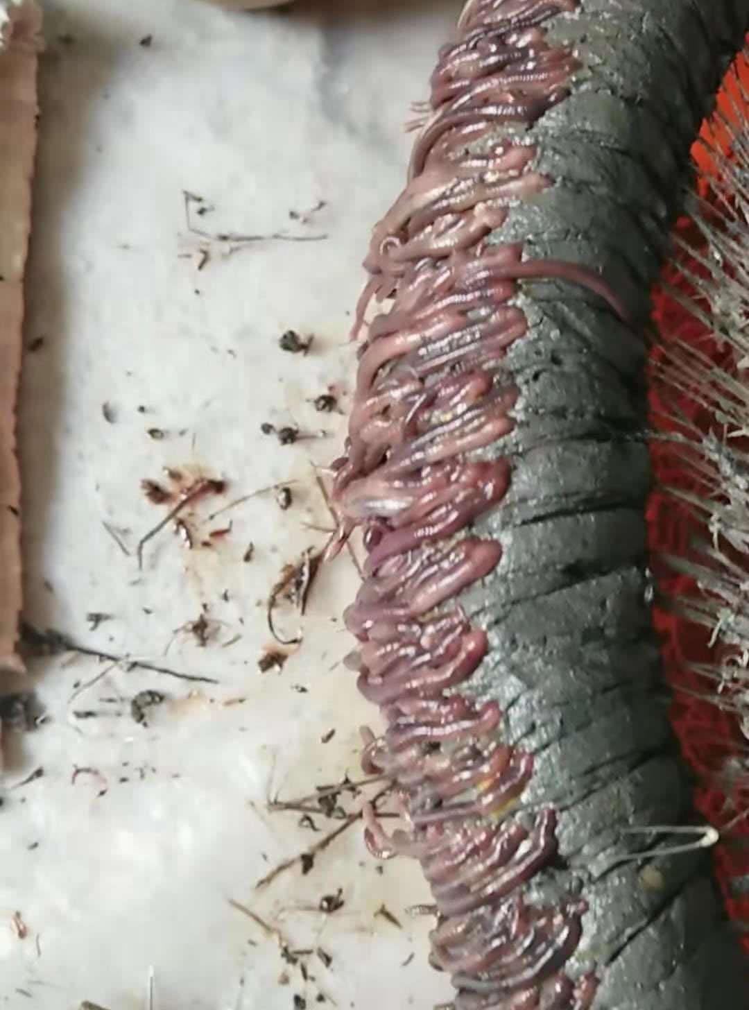 诱捕甲鱼的方法,诱捕野生甲鱼的最快方法视频