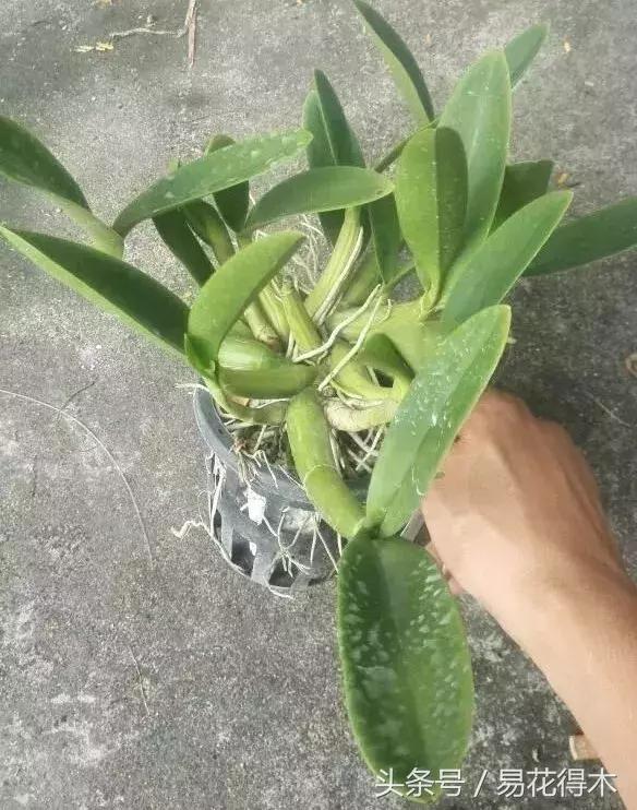 香蕉兰和翠兰有什么区别,兰花四季兰最好最香的品种