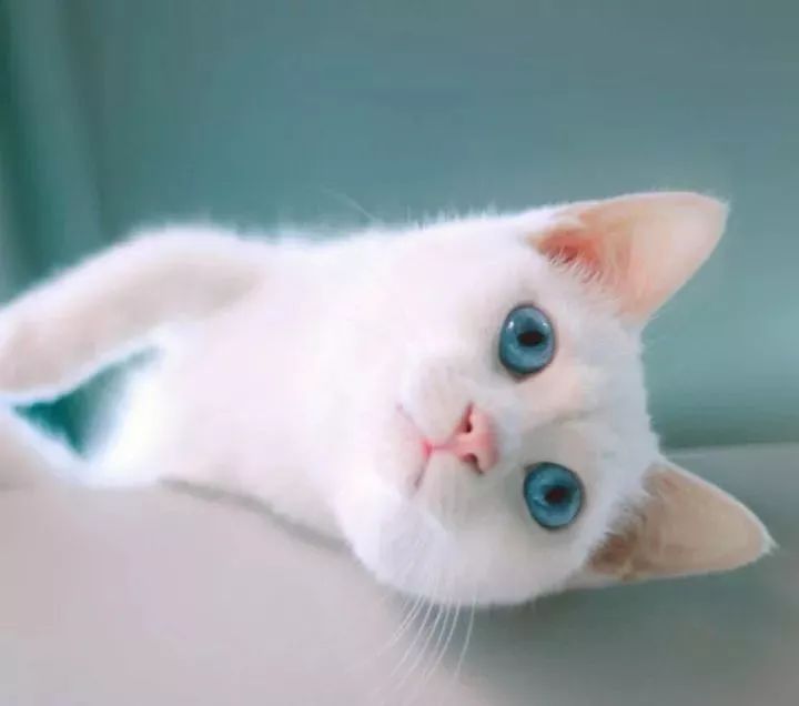 猫抓伤潜伏期多久可以确定没事了,被家猫抓伤七天观察法