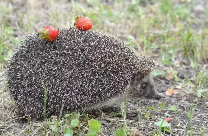 被哥嫂抛弃,被哥嫂抛弃的弟弟故事