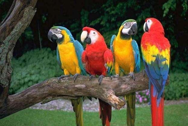 宠物鹦鹉虎皮鹦鹉怎么养,虎皮鹦鹉怎么养和小技巧